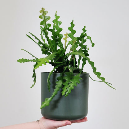 Epifilio - 2 Pzs - Epiphyllum 'anguliger' - Altura 30-40cm - ⌀15cm_4