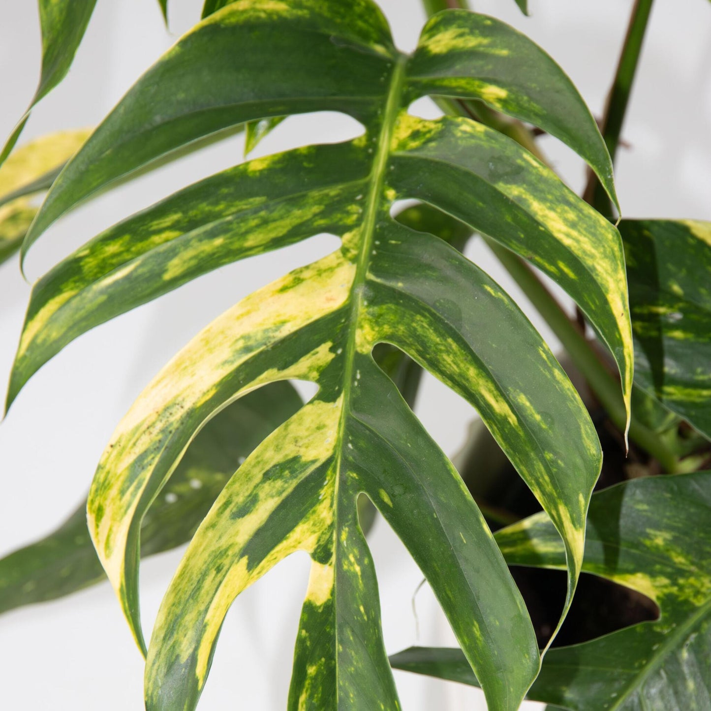 Epipremnum 'goldfinger' - Epipremnum Pinnatum Potos - Altura 25-35cm - Ø17cm_3