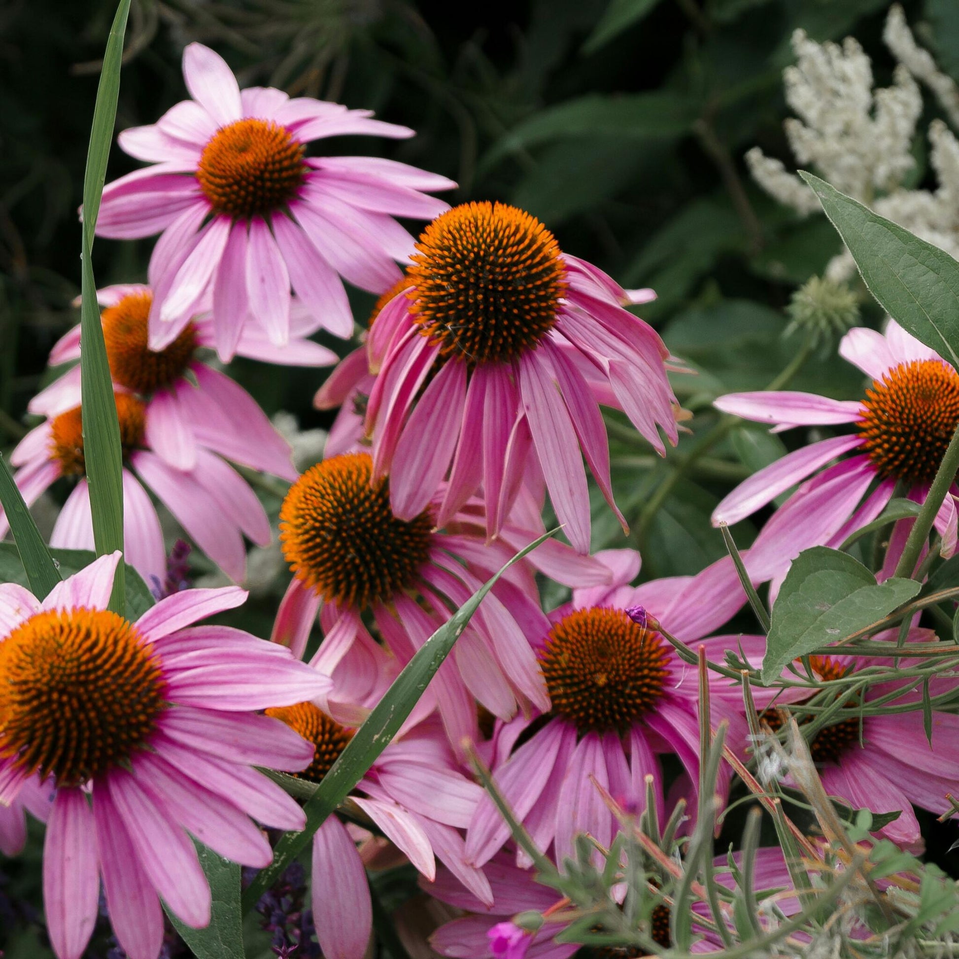 Equinácea - 10 Pzs - Echinacea Purpurea - Cepellones - Rosa_1