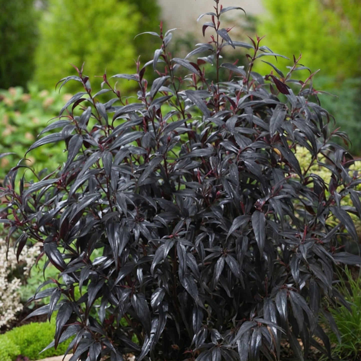 Escudo Persa - 2 Pzs - Strobilanthes ‘brunetthy’ - Altura 25-40cm - ⌀17cm_1