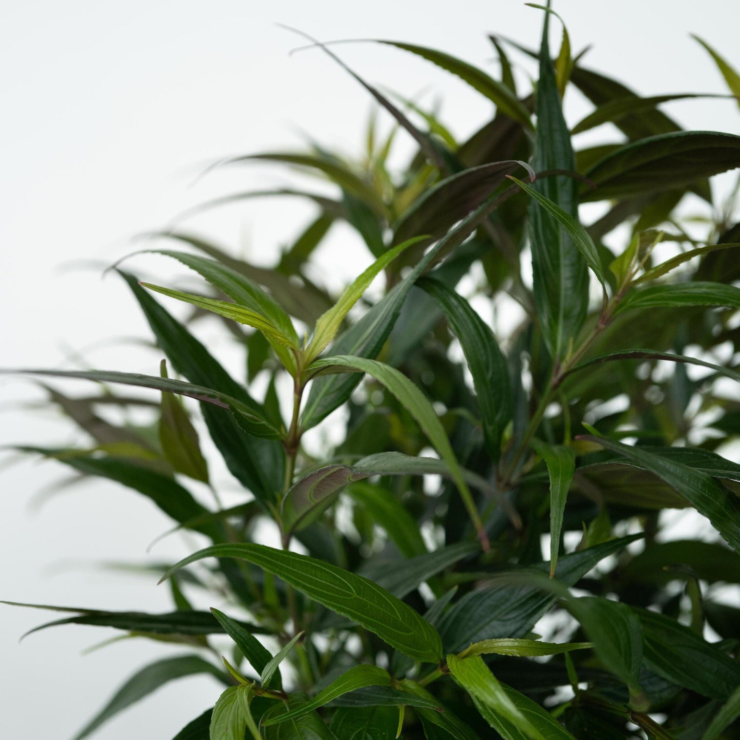 Escudo Persa - 2 Pzs - Strobilanthes ‘brunetthy’ - Altura 25-40cm - ⌀17cm_3