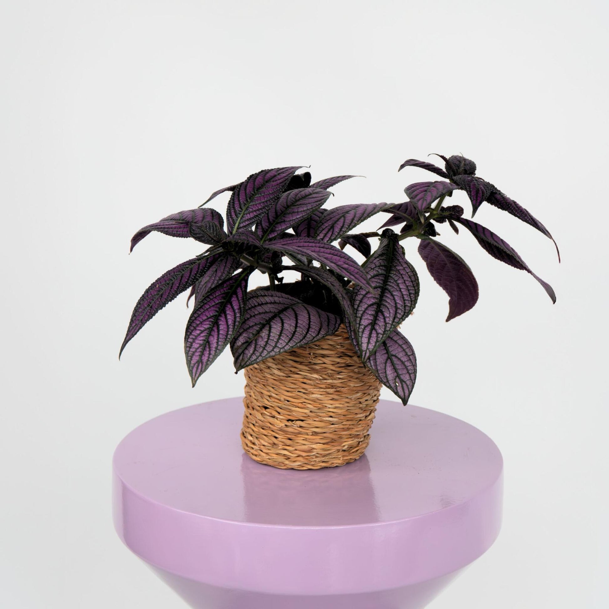 Escudo Persa - 2 Uds - Strobilanthes Dyeriana ‘metallica’ - Alt. 20–30cm - Ø12cm_1