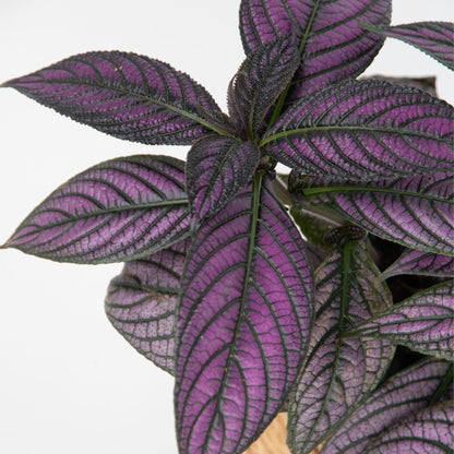 Escudo Persa - 2 Uds - Strobilanthes Dyeriana ‘metallica’ - Alt. 20–30cm - Ø12cm_3