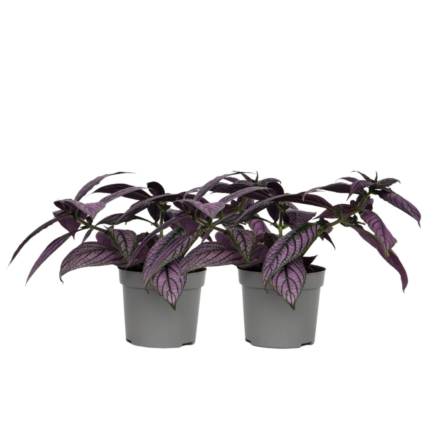 Escudo Persa - 2 Uds - Strobilanthes Dyeriana ‘metallica’ - Alt. 20–30cm - Ø12cm_0