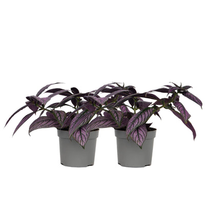Escudo Persa - 2 Uds - Strobilanthes Dyeriana ‘metallica’ - Alt. 20–30cm - Ø12cm_0
