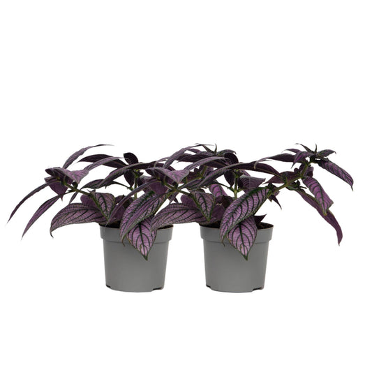 Escudo Persa - 2 Uds - Strobilanthes Dyeriana ‘metallica’ - Alt. 20–30cm - Ø12cm_0