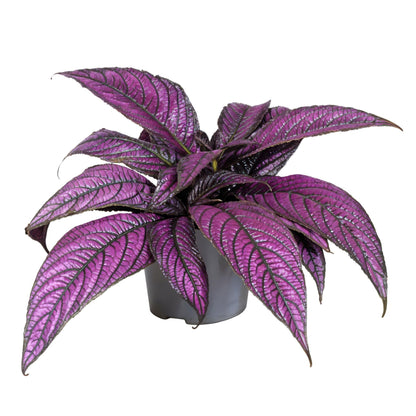 Escudo Persa - Strobilanthes Dyeriana - Altura 20-30cm - Ø12cm_0