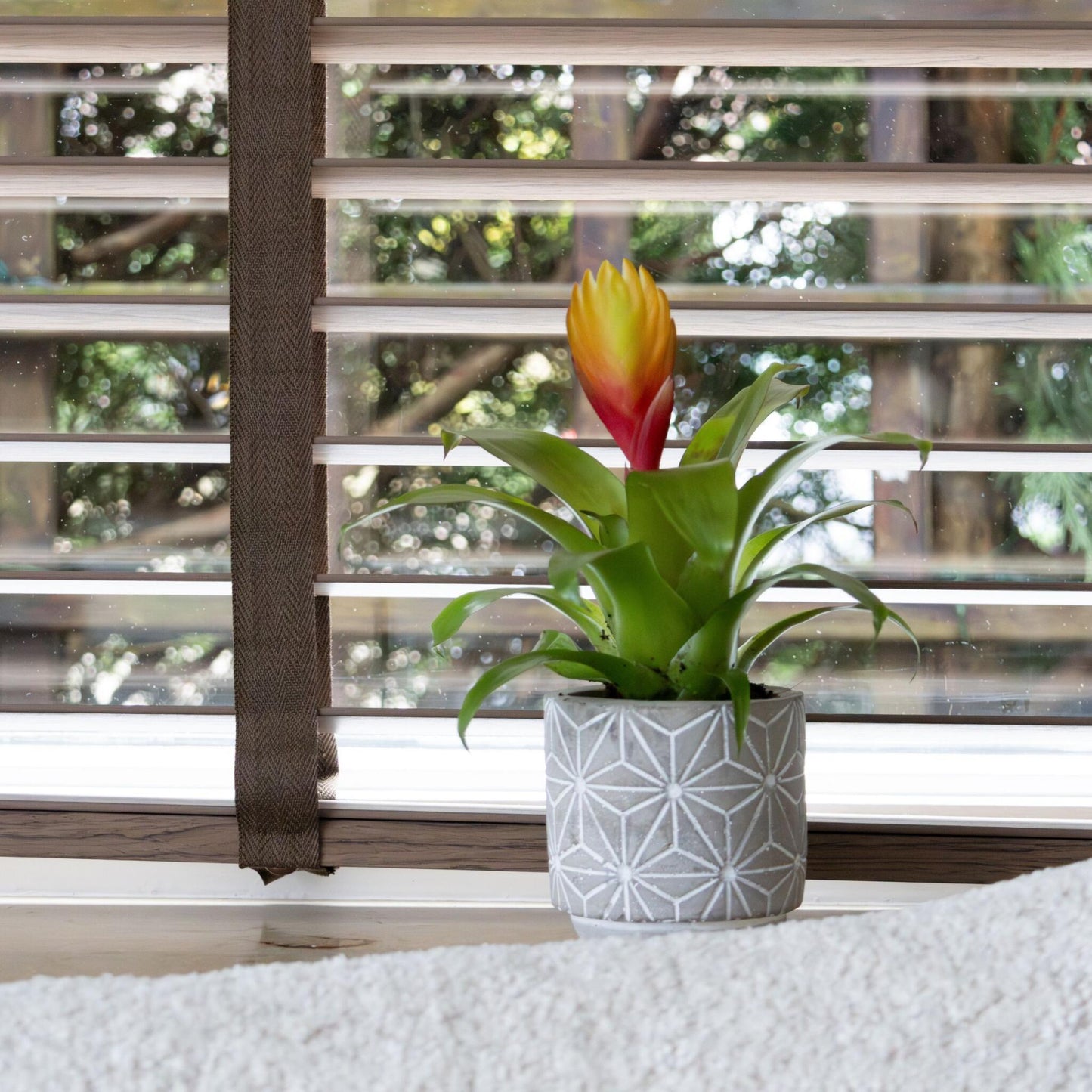 Espada Llameante - Set De 3 - Tillandsia Vriesea 'dorado' - Alt. 15-25cm - Ø7cm_1