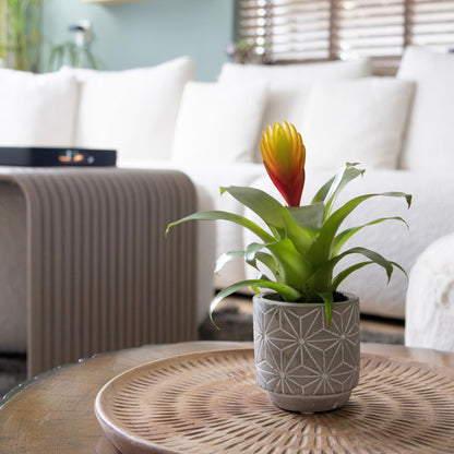 Espada Llameante - Set De 3 - Tillandsia Vriesea 'dorado' - Alt. 15-25cm - Ø7cm_4