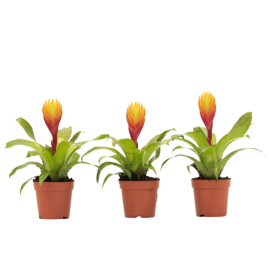 Espada Llameante - Set De 3 - Tillandsia Vriesea 'dorado' - Alt. 15-25cm - Ø7cm_0