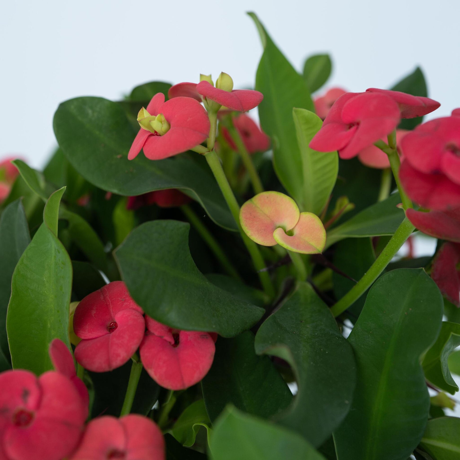 Espina De Cristo - 2 Pzs - Euphorbia 'milii' - Altura 25-35cm - ⌀13cm_3