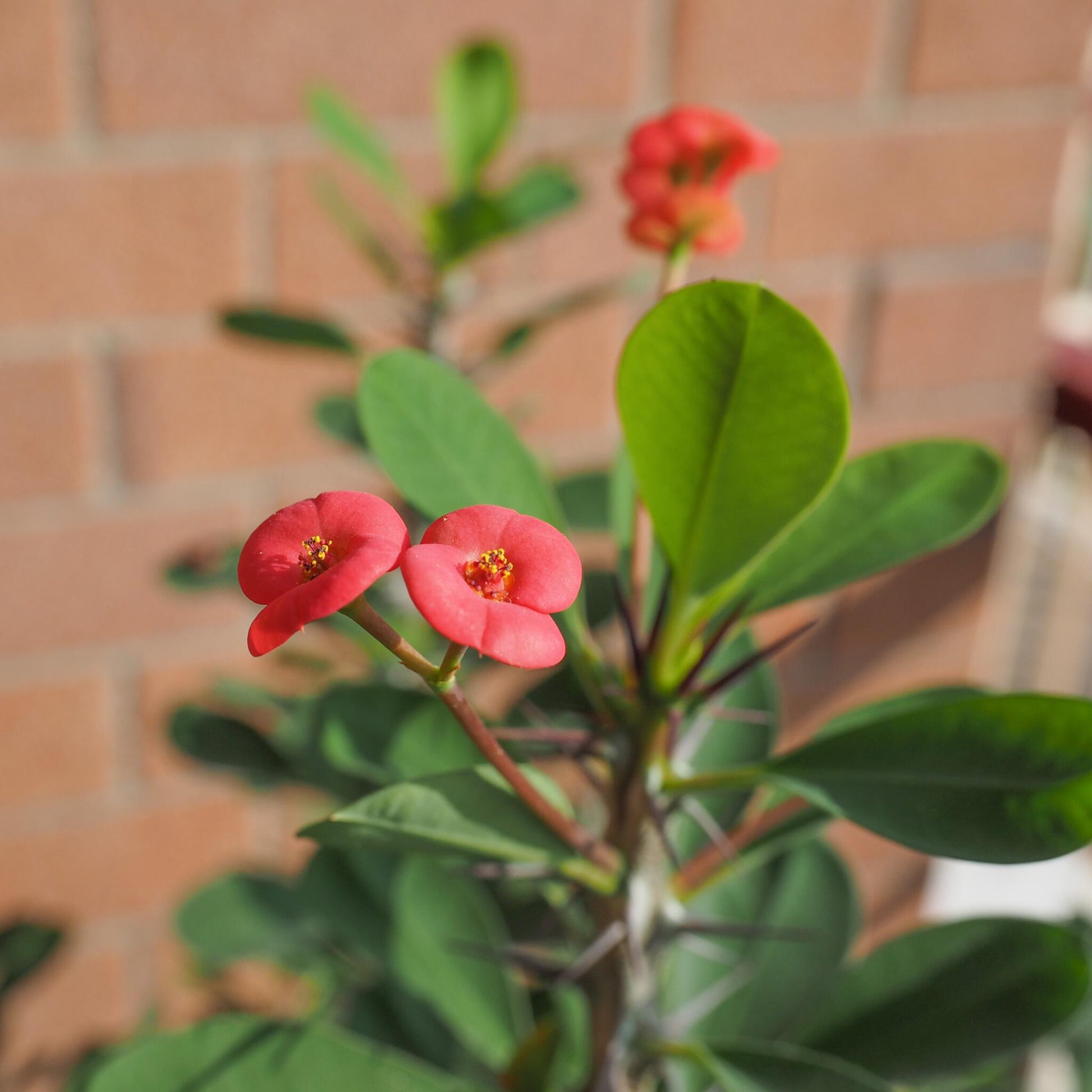 Espina De Cristo - Euphorbia 'milii' - Altura 25-35cm - ⌀13cm_1