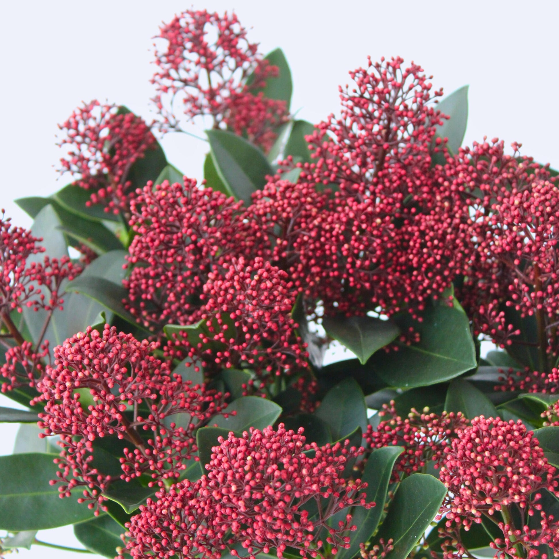 Esquimia - 2 Pzs - Skimmia Japonica 'rubella' - Altura 35-45cm - ⌀15cm_3