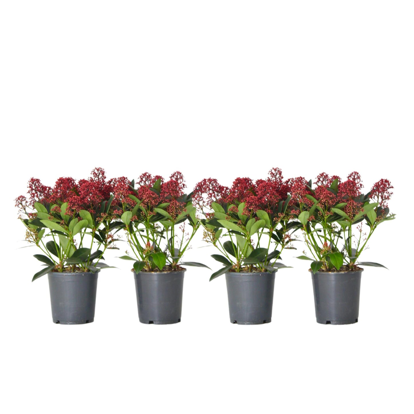 Esquimia - 4 Pzs - Skimmia Japonica 'rubella' - Altura 35-45cm - ⌀15cm_0