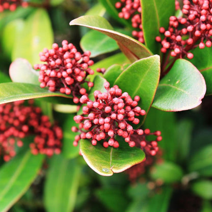 Esquimia - 4 Pzs - Skimmia Japonica 'rubella' - Altura 35-45cm - ⌀15cm_1