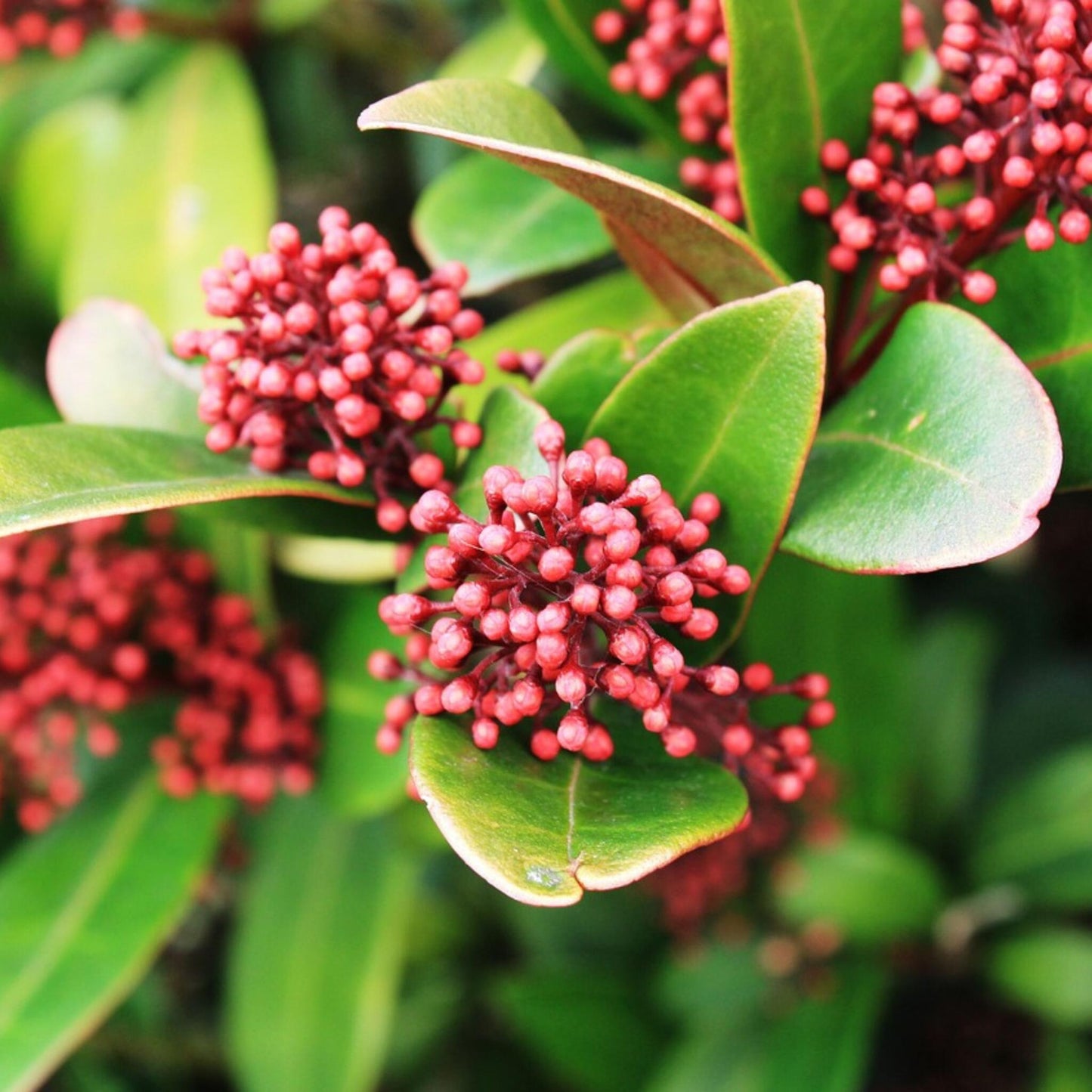 Esquimia - 4 Pzs - Skimmia Japonica 'rubella' - Altura 35-45cm - ⌀15cm_1
