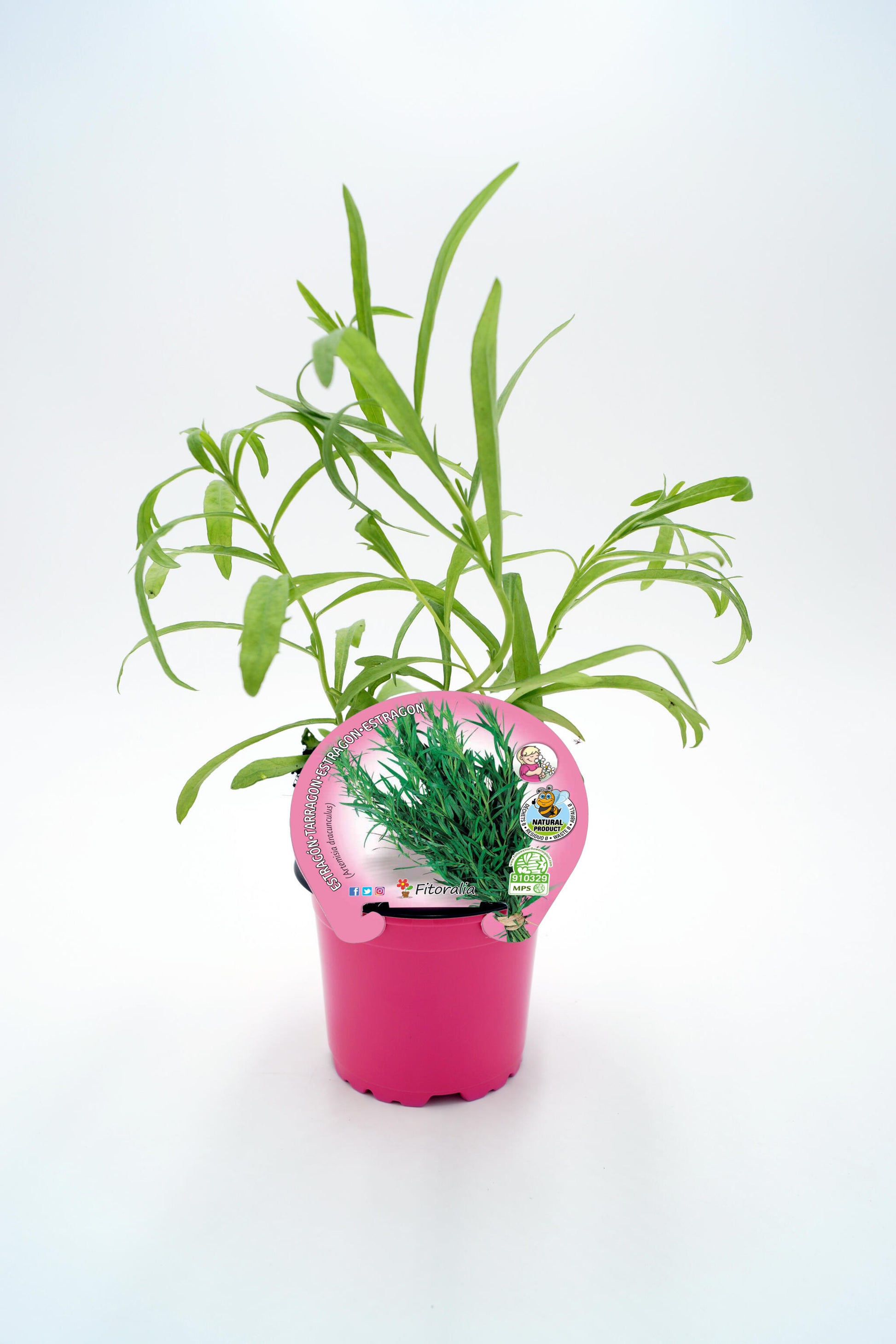 Estragón En Maceta 10,5 Cm. Natural - Fitoralia_0