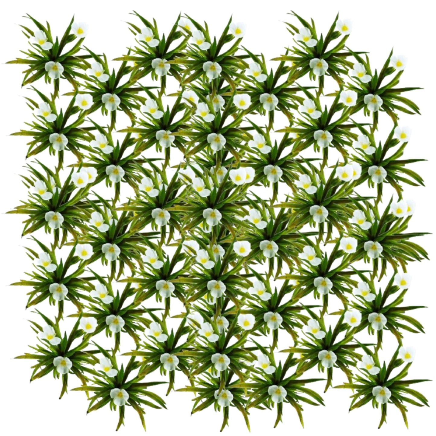 Estratiote - Stratiotes Aloides - 60 Plantas_0