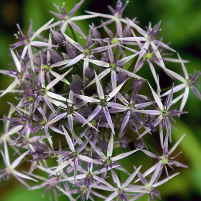 Estrelle De Persia - 15 Pzs - Allium 'christophii' - Bulbos De Flores - Púrpura_3