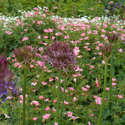 Estrelle De Persia - 15 Pzs - Allium 'christophii' - Bulbos De Flores - Púrpura_4