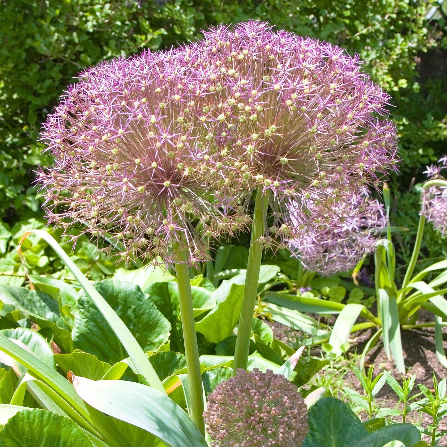 Estrelle De Persia - 30 Pzs - Allium 'christophii' - Bulbos De Flores - Púrpura_4