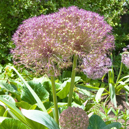 Estrelle De Persia - 30 Pzs - Allium 'christophii' - Bulbos De Flores - Púrpura_4