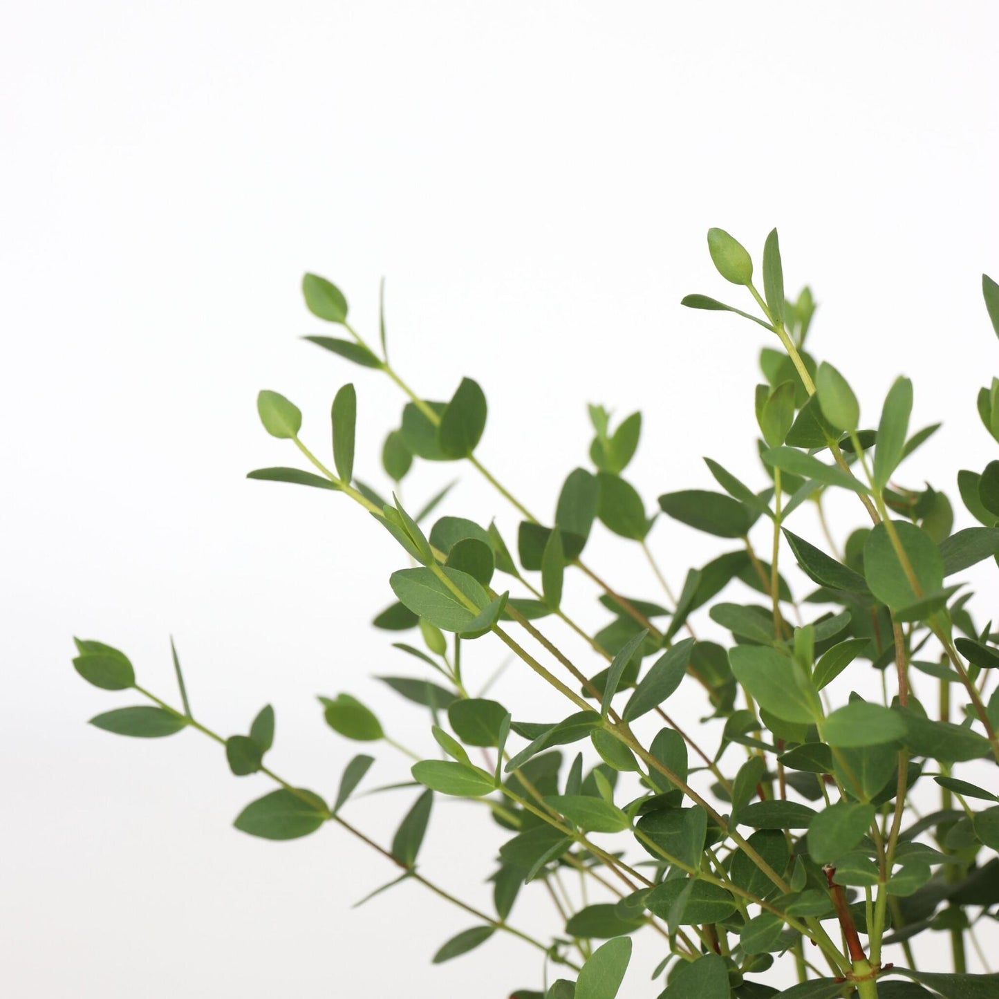 Eucalipto - 2 Pzs - Eucalyptus Parvifolia 'oliva' - Altura 35-45cm - ⌀15cm_3