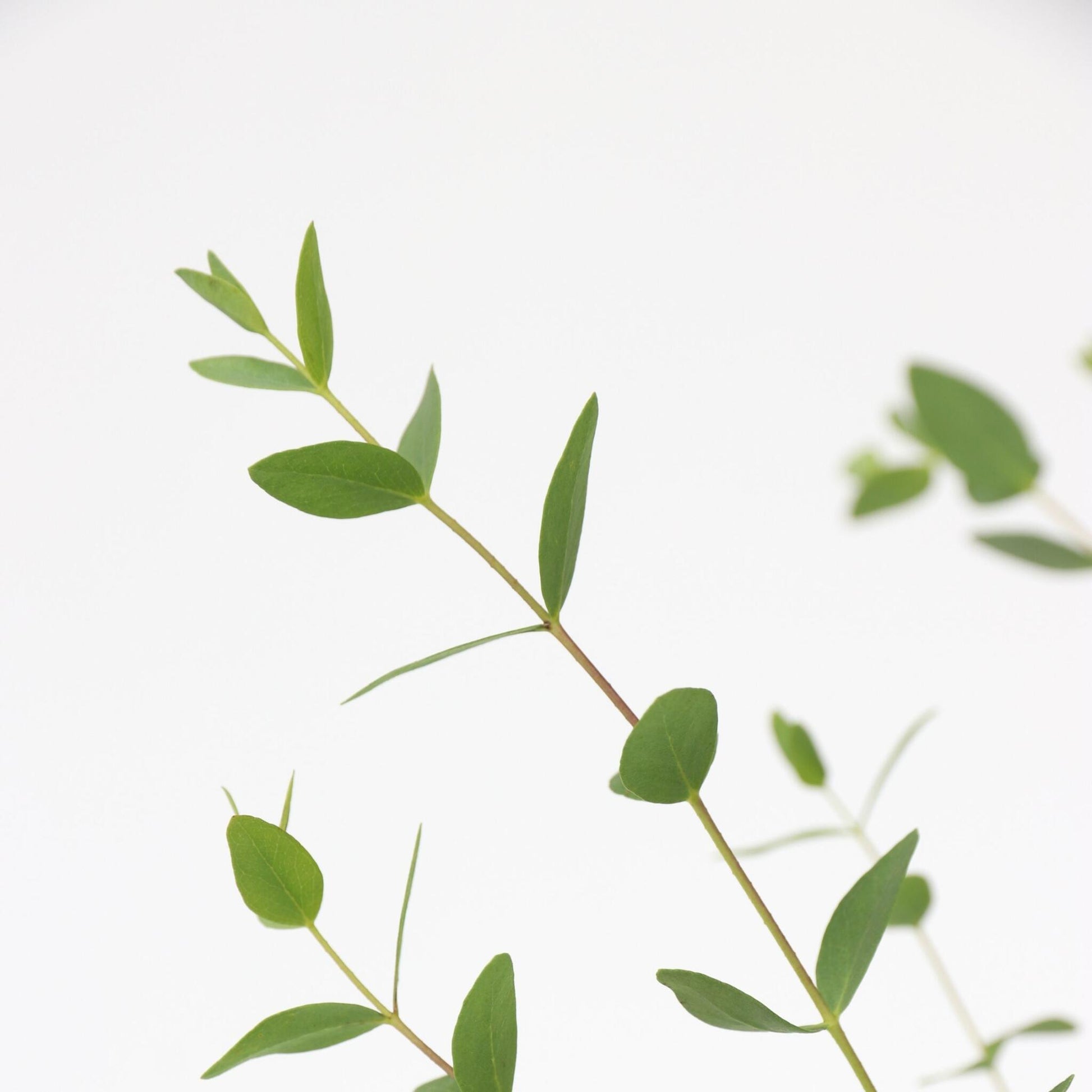 Eucalipto - 2 Pzs - Eucalyptus Parvifolia 'oliva' - Altura 40-50cm - ⌀19cm_3