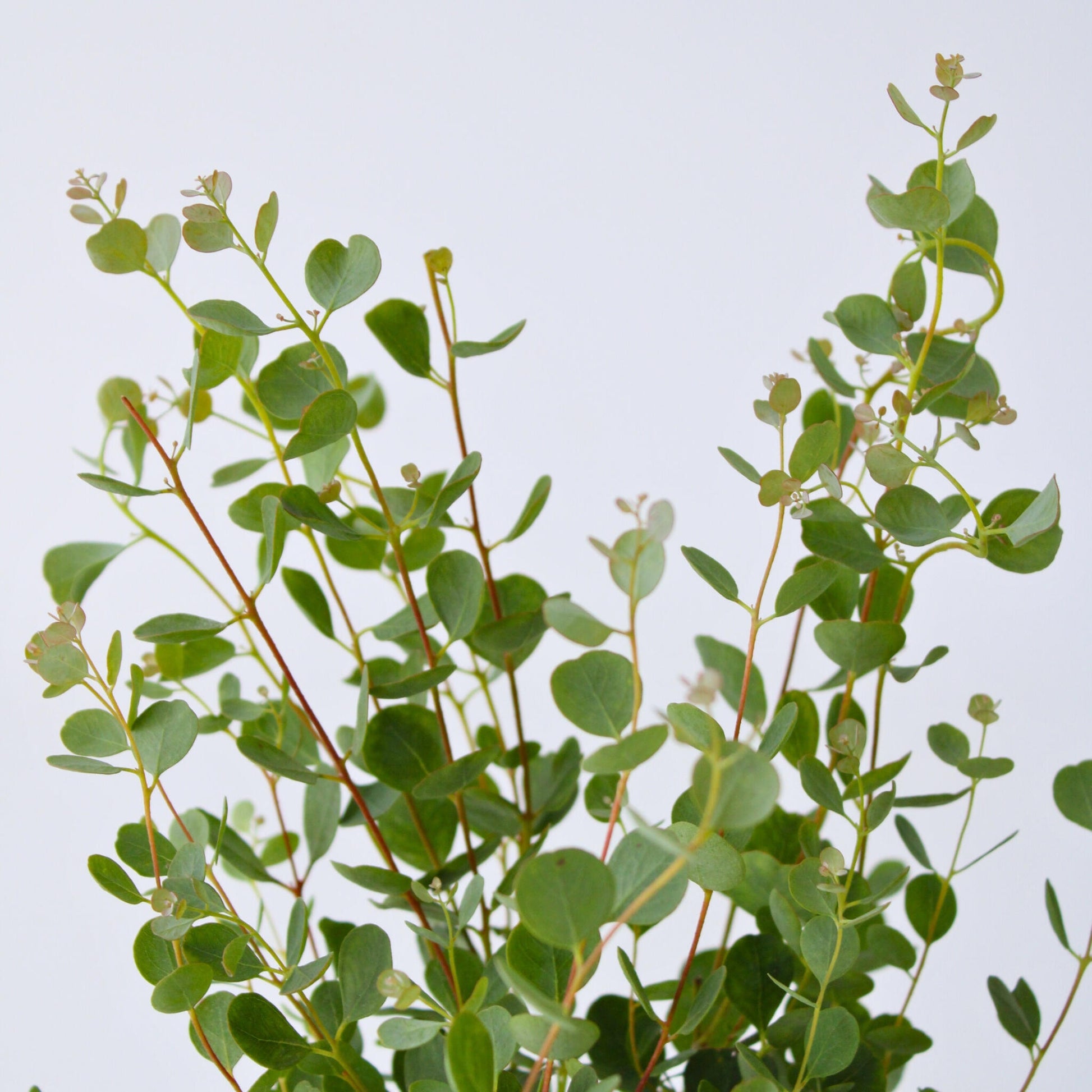 Eucalipto - 2 Pzs - Eucalyptus 'botanic Hearts' - Altura 35-45cm - ⌀15cm_3