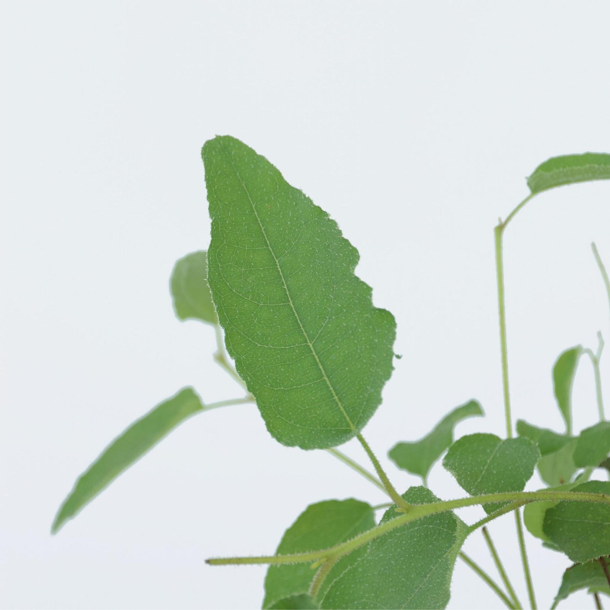 Eucalipto - 2 Pzs - Eucalyptus 'citriodora' - Altura 35-45cm - ⌀15cm_3