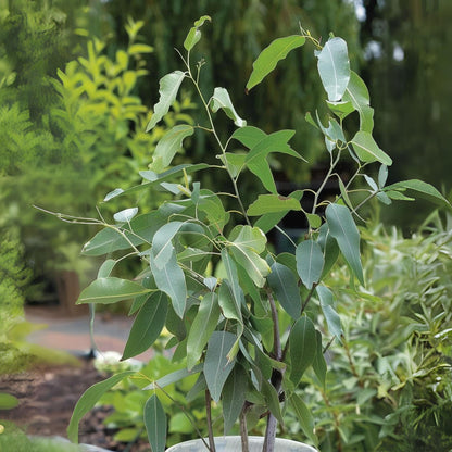 Eucalipto - 2 Pzs - Eucalyptus 'citriodora' - Altura 40-50cm - ⌀19cm_1