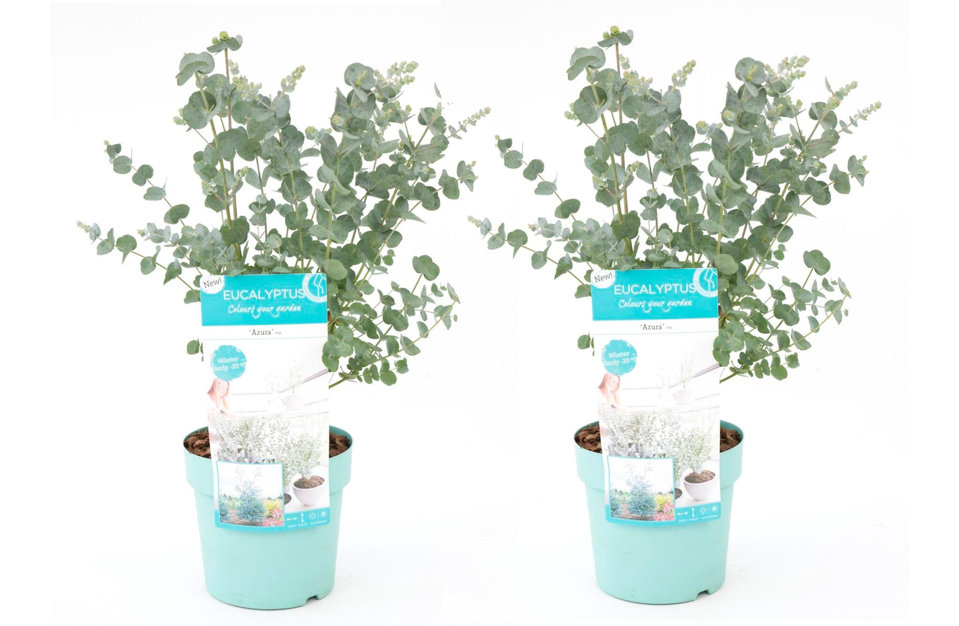 Eucalipto - 2 Pzs - Eucalyptus 'pulverulenta' - Altura 40-50cm - ⌀17cm_0