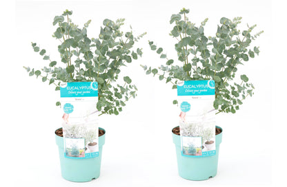 Eucalipto - 2 Pzs - Eucalyptus 'pulverulenta' - Altura 40-50cm - ⌀17cm_0