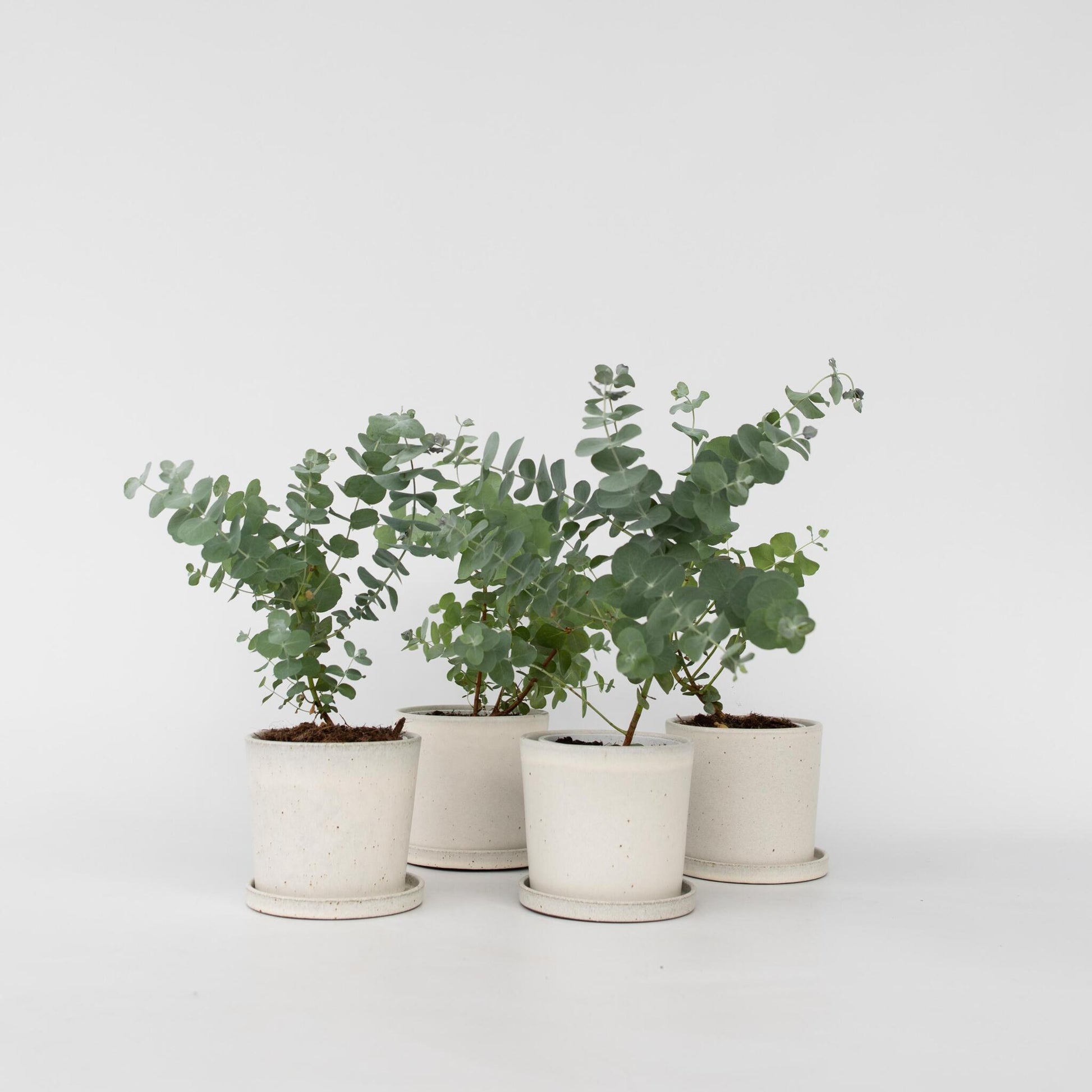 Eucalipto - 6 Pzs - Eucalyptus 'pulverulenta' - Altura 25-40cm - ⌀12cm_4