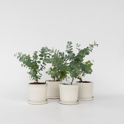 Eucalipto - 6 Pzs - Eucalyptus 'pulverulenta' - Altura 25-40cm - ⌀12cm_4
