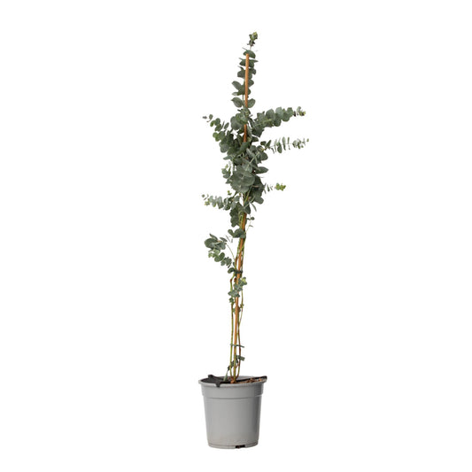 Eucalipto - Eucalyptus Cinerea 'silver Dollar' - Altura 90-110cm - ⌀19cm_0