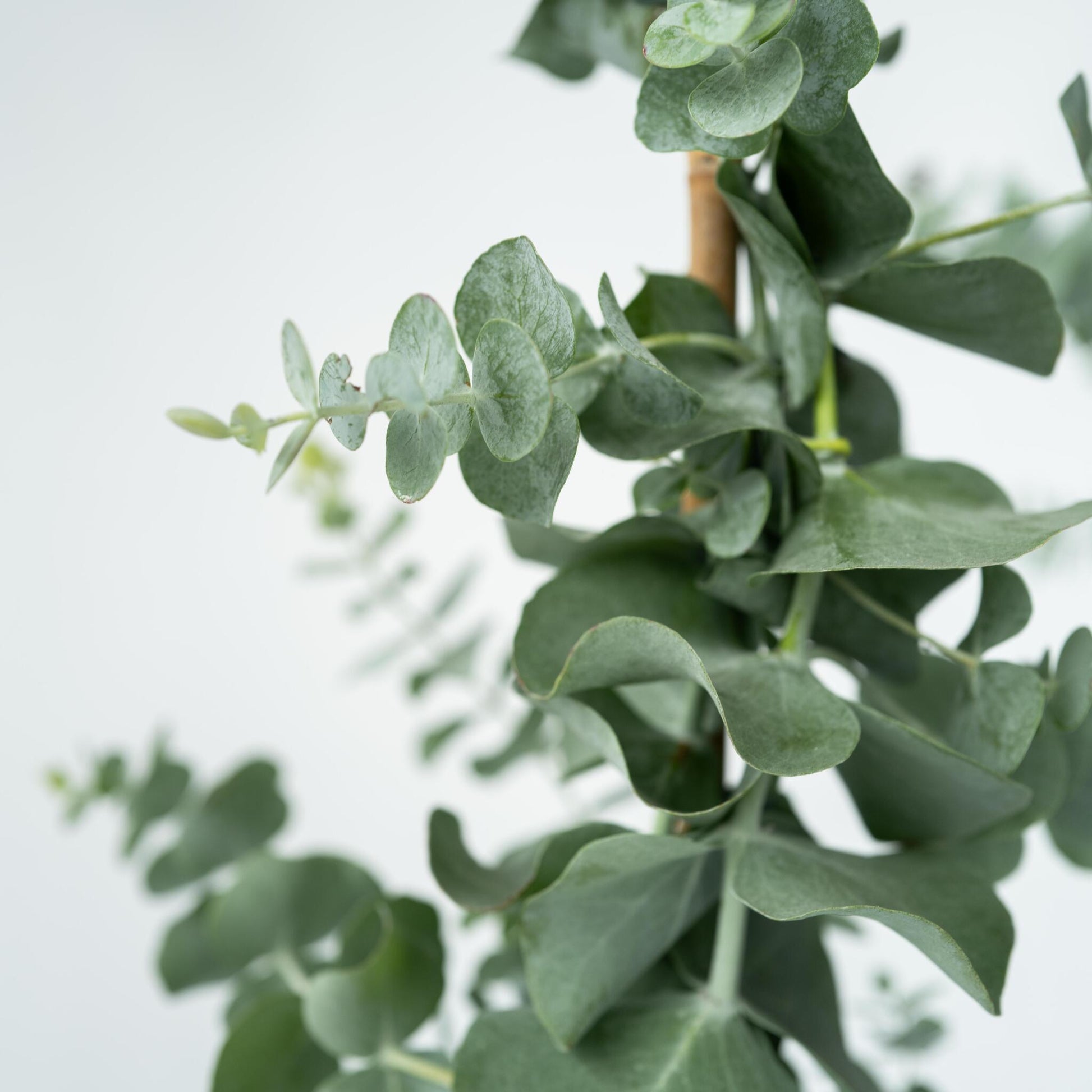 Eucalipto - Eucalyptus Cinerea 'silver Dollar' - Altura 90-110cm - ⌀19cm_3