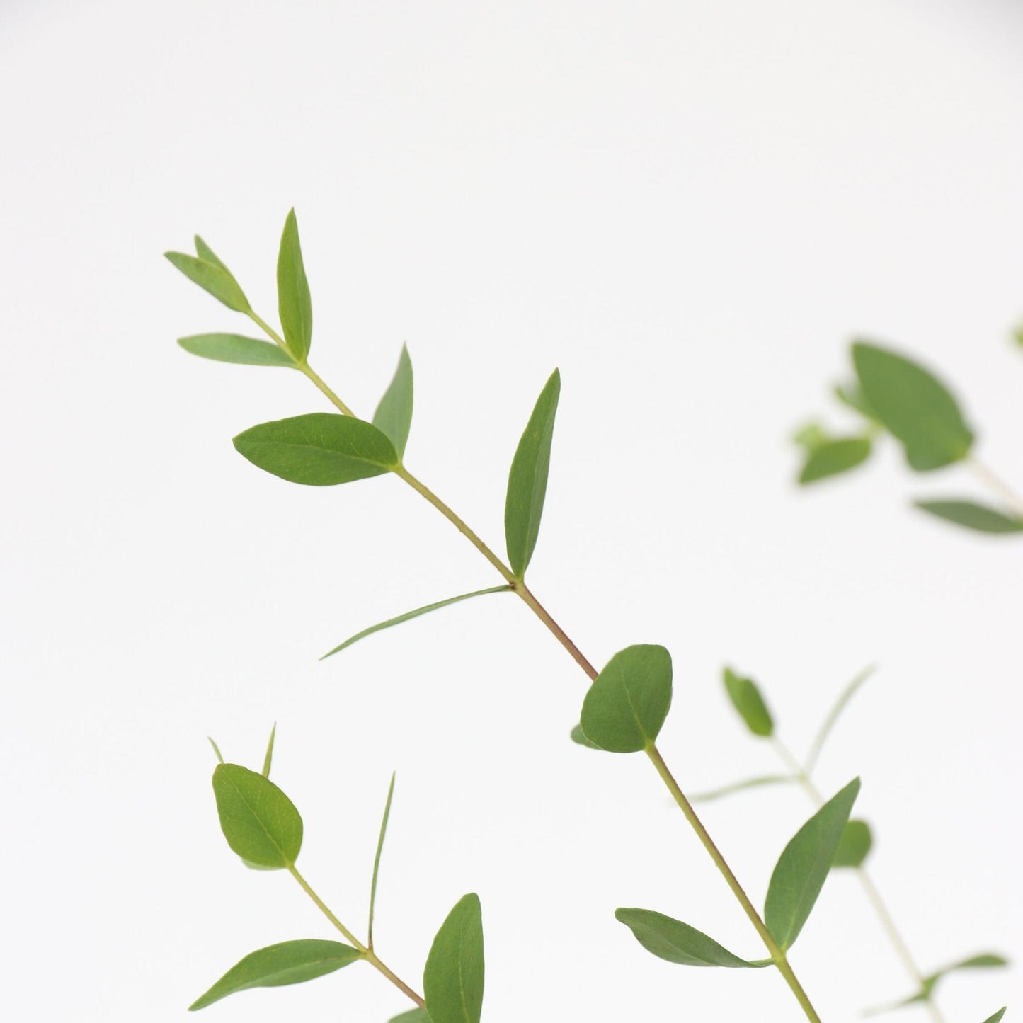 Eucalipto - Eucalyptus Parvifolia 'oliva' - Altura 40-50cm - ⌀19cm_3