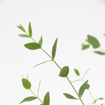 Eucalipto - Eucalyptus Parvifolia 'oliva' - Altura 40-50cm - ⌀19cm_3