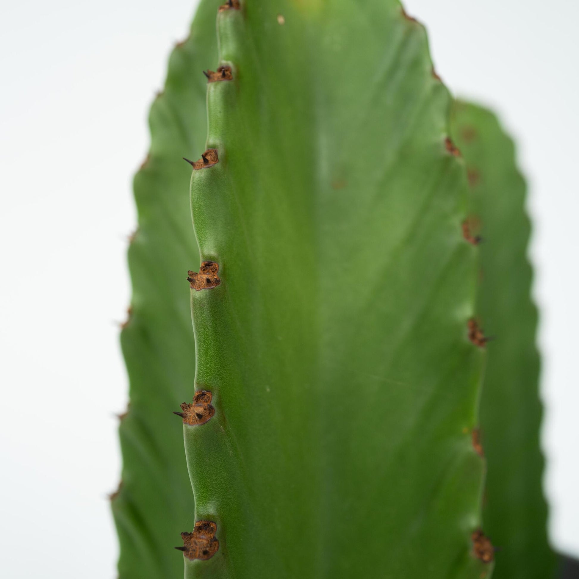 Euforbia Candelabro - 2 Pzs - Euphorbia Ingens - Altura 40-50cm - ⌀18cm_3