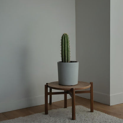 Euforbia Candelabro - 2 Pzs - Euphorbia Ingens - Altura 40-50cm - ⌀18cm_4