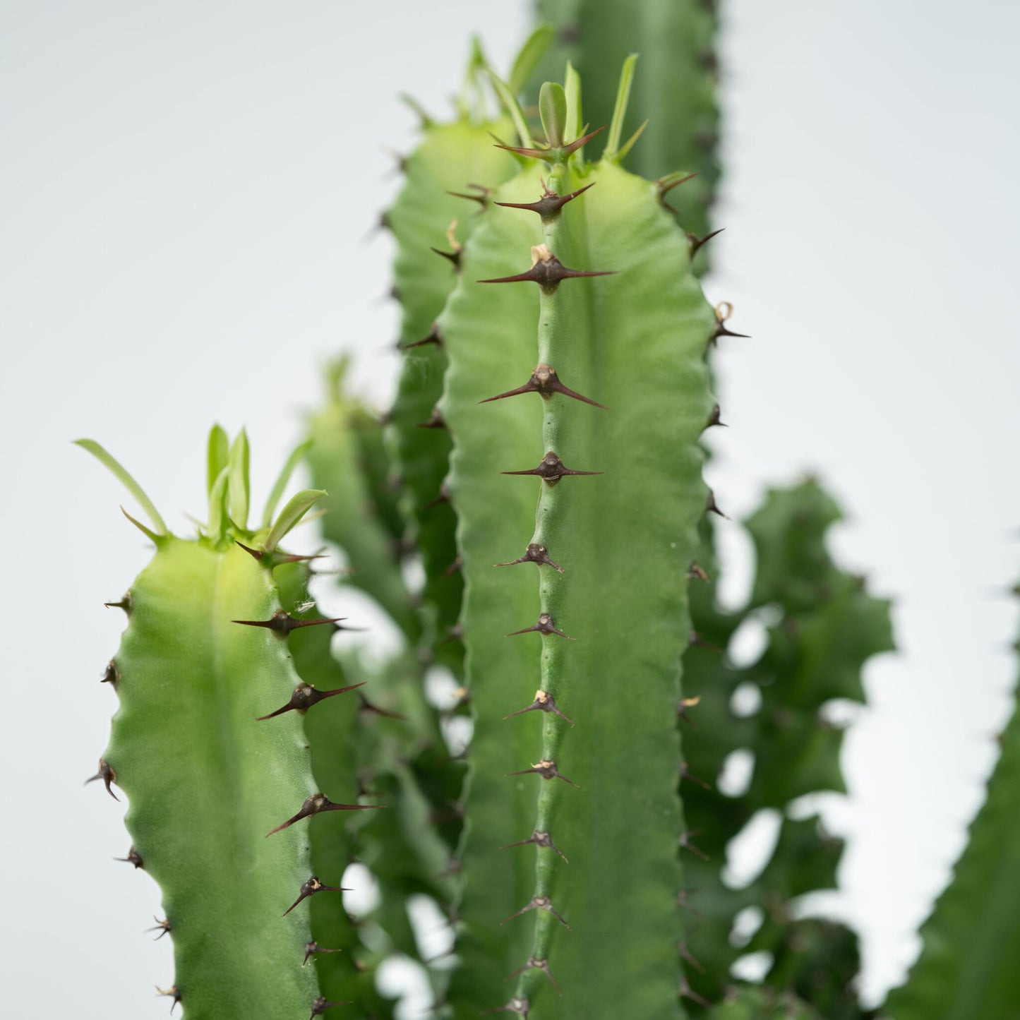 Euforbia Candelabro - Euphorbia Ingens - Altura 50-60cm - ⌀17cm_3