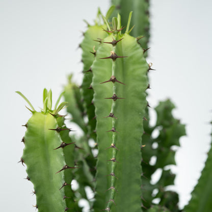 Euforbia Candelabro - Euphorbia Ingens - Altura 50-60cm - ⌀17cm_3