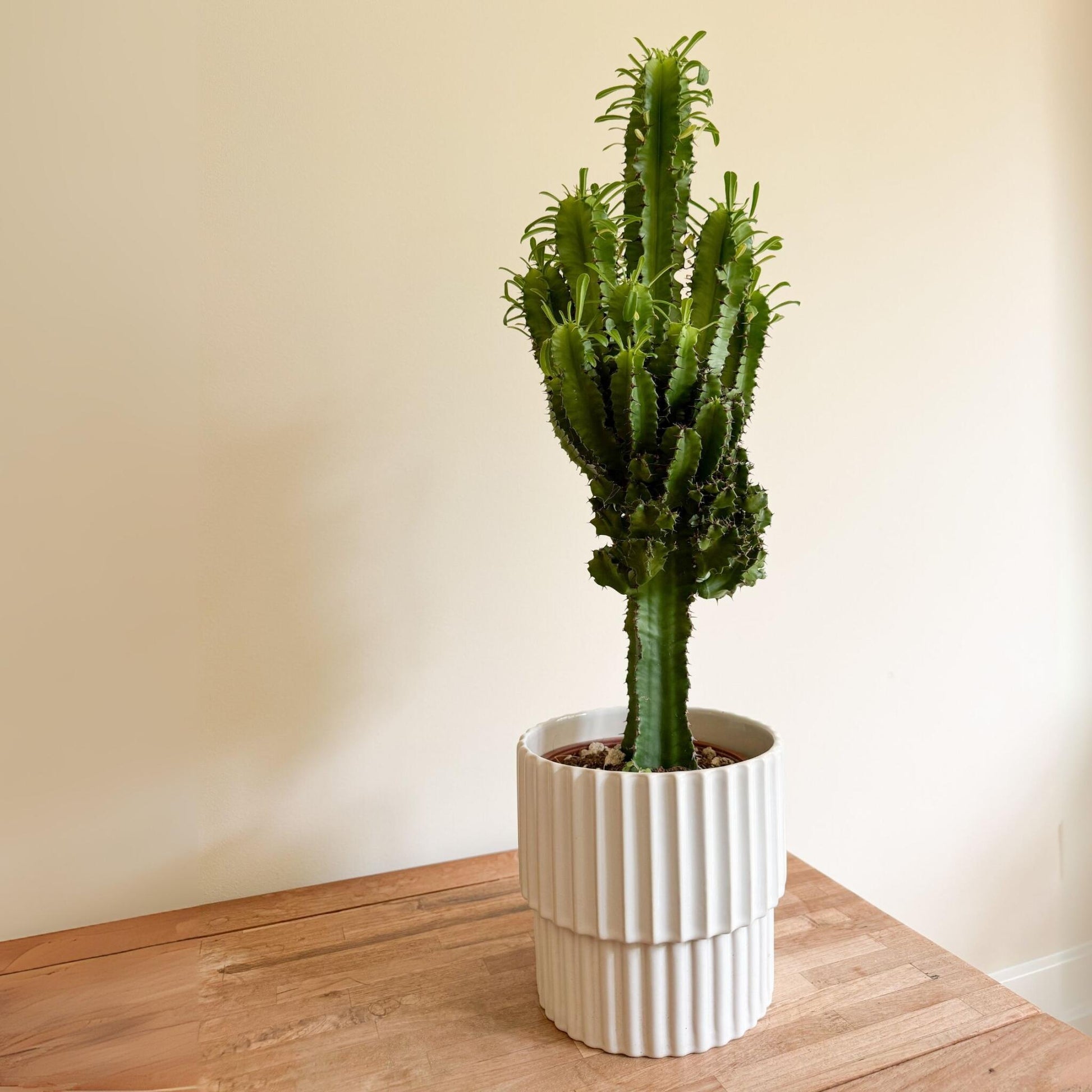 Euforbia Candelabro - Euphorbia Ingens - Altura 50-60cm - ⌀17cm_4