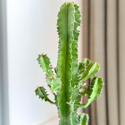 Euforbia Candelabro - Euphorbia Ingens - Incluye Cesta - Altura 50-60cm - ⌀17cm_3
