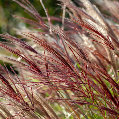 Eulalia - 2 Pzs - Miscanthus Sinensis 'red Chief' - Altura 40-60cm - ⌀23cm_3