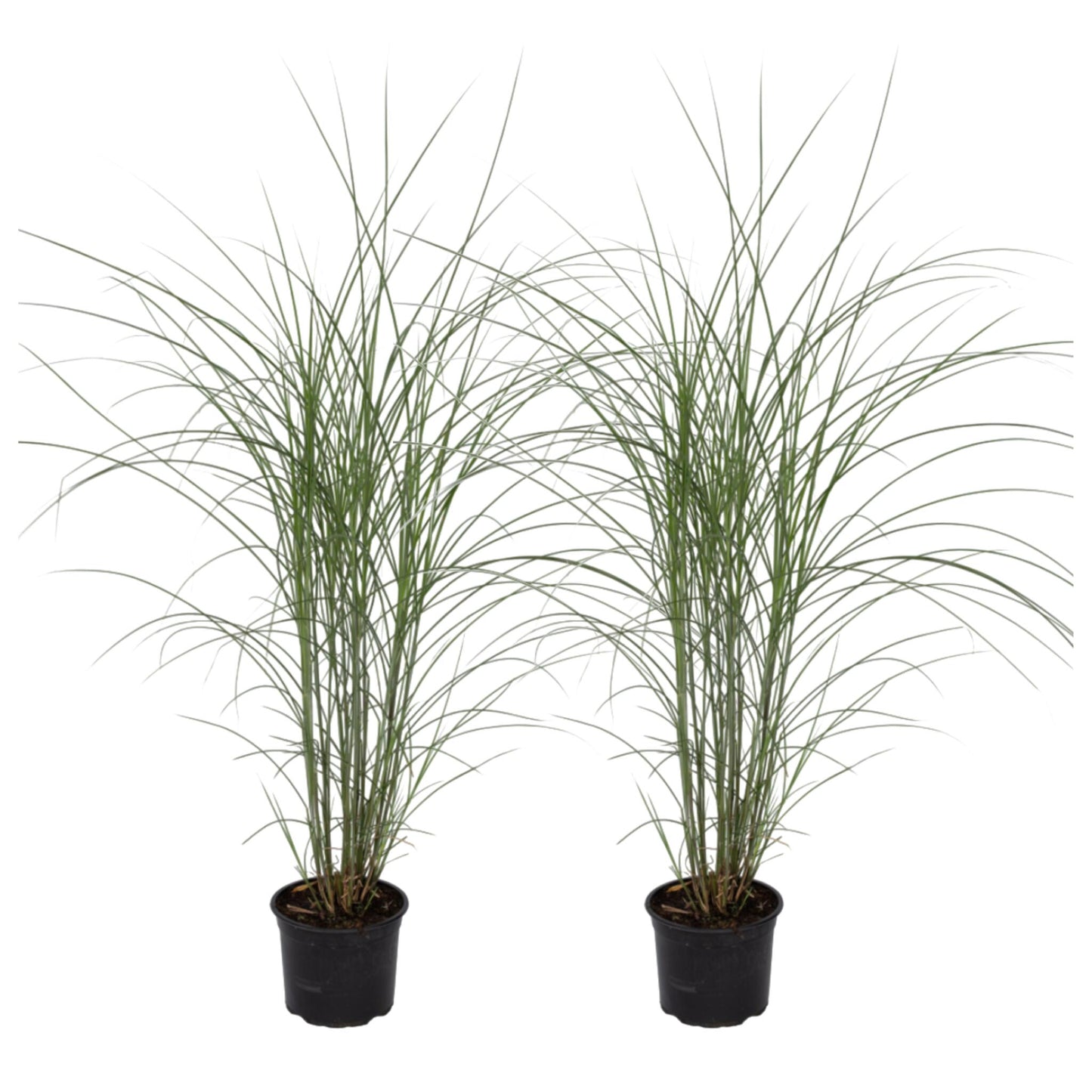 Eulalia - 2 Pzs - Miscanthus 'kleine Silberspinne' - Altura 20-30cm - ⌀23cm_0