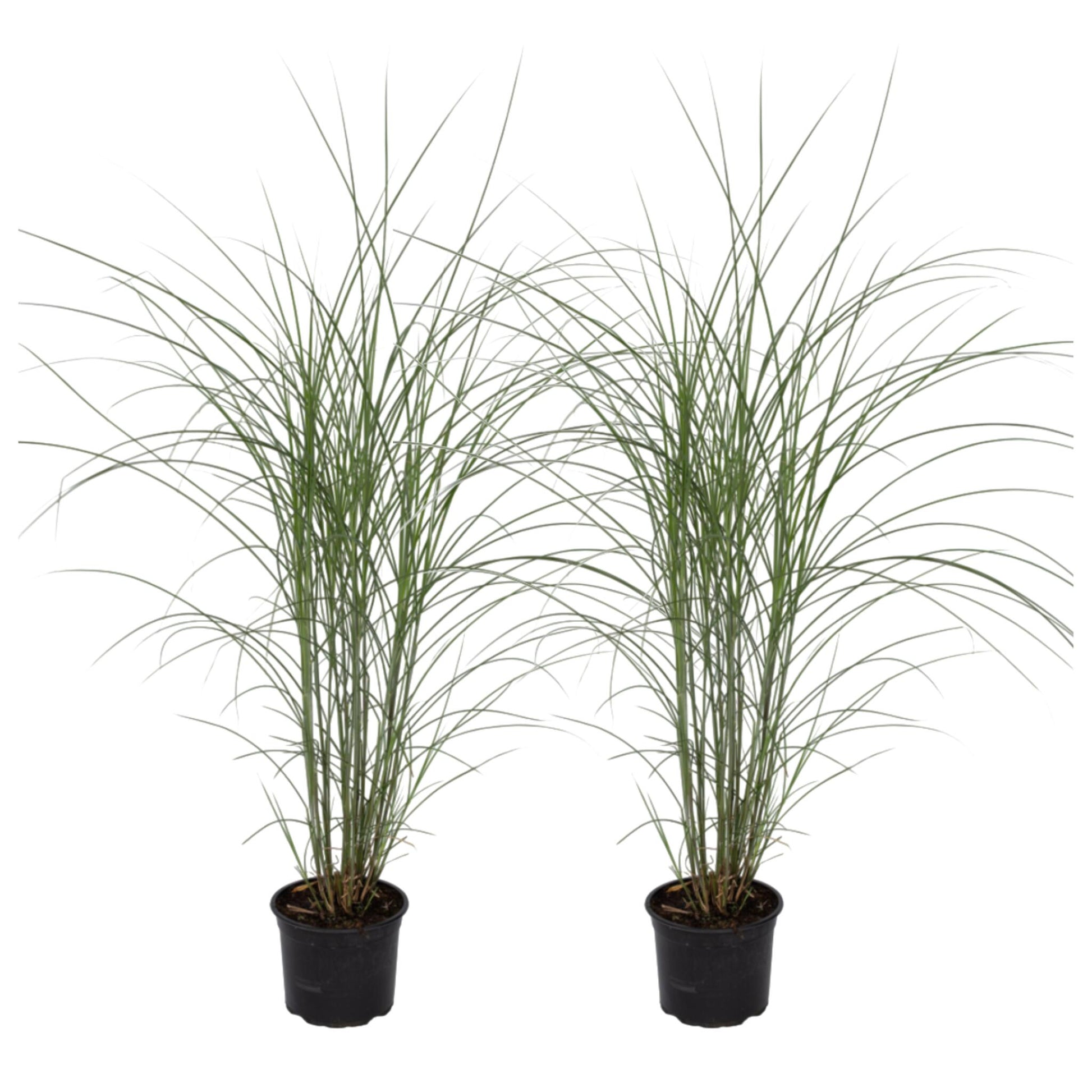 Eulalia - 2 Pzs - Miscanthus 'kleine Silberspinne' - Altura 20-30cm - ⌀23cm_0