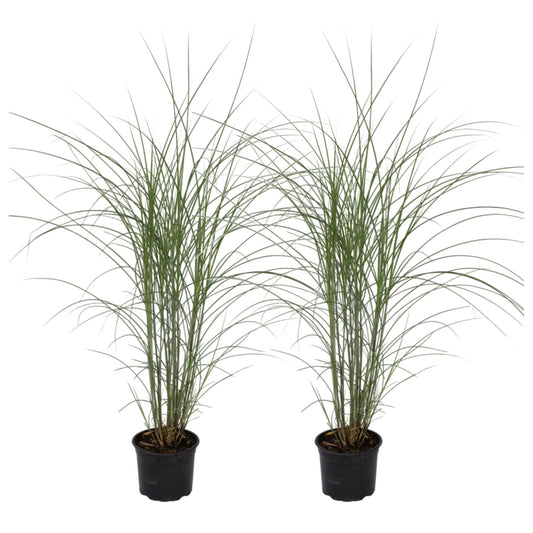 Eulalia - 2 Pzs - Miscanthus 'kleine Silberspinne' - Altura 20-30cm - ⌀23cm_0