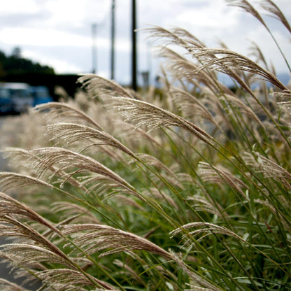 Eulalia - 2 Pzs - Miscanthus 'kleine Silberspinne' - Altura 20-30cm - ⌀23cm_1